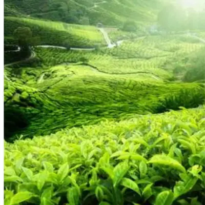 Nilgiris Regular Tea - Finest Blend Ooty Tea Powder for the Best Chai Experience